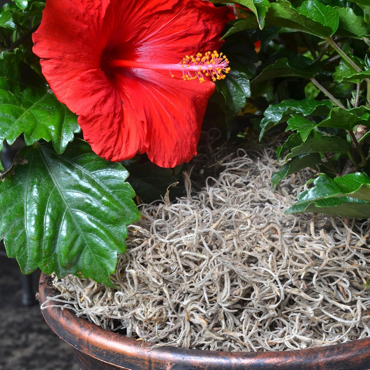 ML0560 Spanish Moss, 250 Cubic Inches