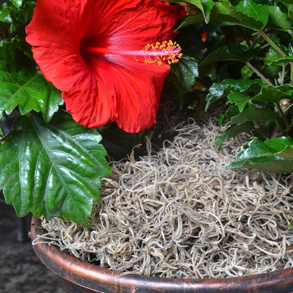 ML0560 Spanish Moss, 250 Cubic Inches