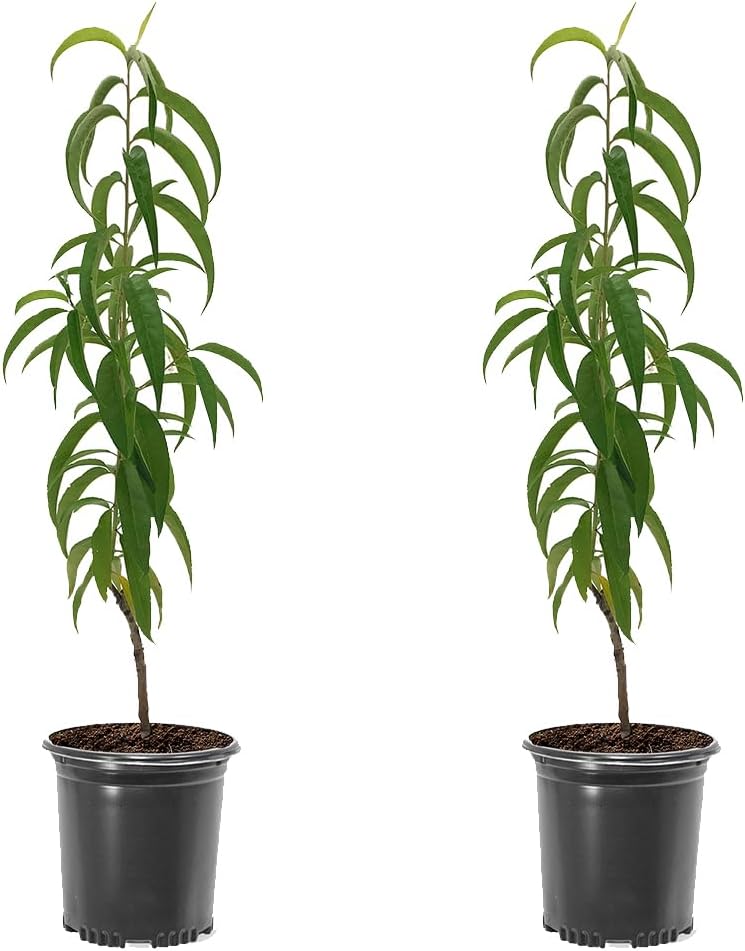 Belle of Georgia Peach Tree, Cold Hardy, Deciduous, Self-Pollinator, 1 gal Nursery Pot, 1-2 ft Tree Height (Due to Agricultural Laws, we Cannot Ship to CA, AZ, AK, or HI)