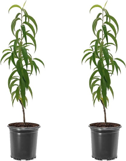 Belle of Georgia Peach Tree, Cold Hardy, Deciduous, Self-Pollinator, 1 gal Nursery Pot, 1-2 ft Tree Height (Due to Agricultural Laws, we Cannot Ship to CA, AZ, AK, or HI)