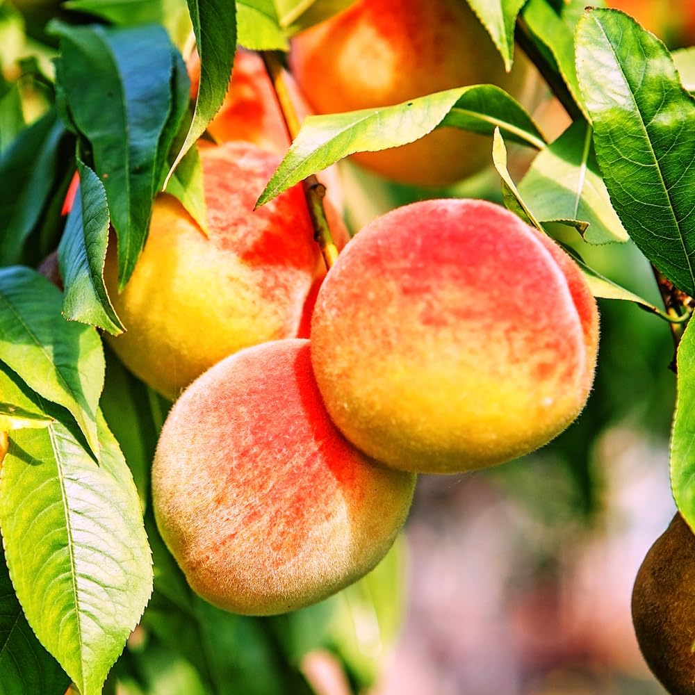 Belle of Georgia Peach Tree, Cold Hardy, Deciduous, Self-Pollinator, 1 gal Nursery Pot, 1-2 ft Tree Height (Due to Agricultural Laws, we Cannot Ship to CA, AZ, AK, or HI)