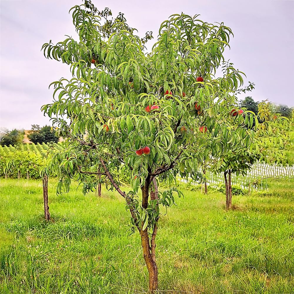 Belle of Georgia Peach Tree, Cold Hardy, Deciduous, Self-Pollinator, 1 gal Nursery Pot, 1-2 ft Tree Height (Due to Agricultural Laws, we Cannot Ship to CA, AZ, AK, or HI)