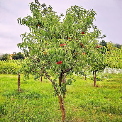 Belle of Georgia Peach Tree, Cold Hardy, Deciduous, Self-Pollinator, 1 gal Nursery Pot, 1-2 ft Tree Height (Due to Agricultural Laws, we Cannot Ship to CA, AZ, AK, or HI)