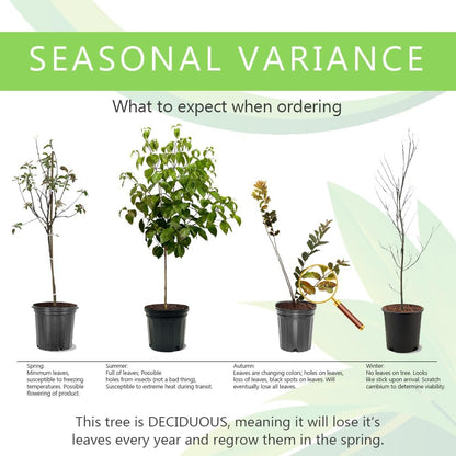 Belle of Georgia Peach Tree, Cold Hardy, Deciduous, Self-Pollinator, 1 gal Nursery Pot, 1-2 ft Tree Height (Due to Agricultural Laws, we Cannot Ship to CA, AZ, AK, or HI)
