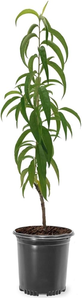 Belle of Georgia Peach Tree, Cold Hardy, Deciduous, Self-Pollinator, 1 gal Nursery Pot, 1-2 ft Tree Height (Due to Agricultural Laws, we Cannot Ship to CA, AZ, AK, or HI)