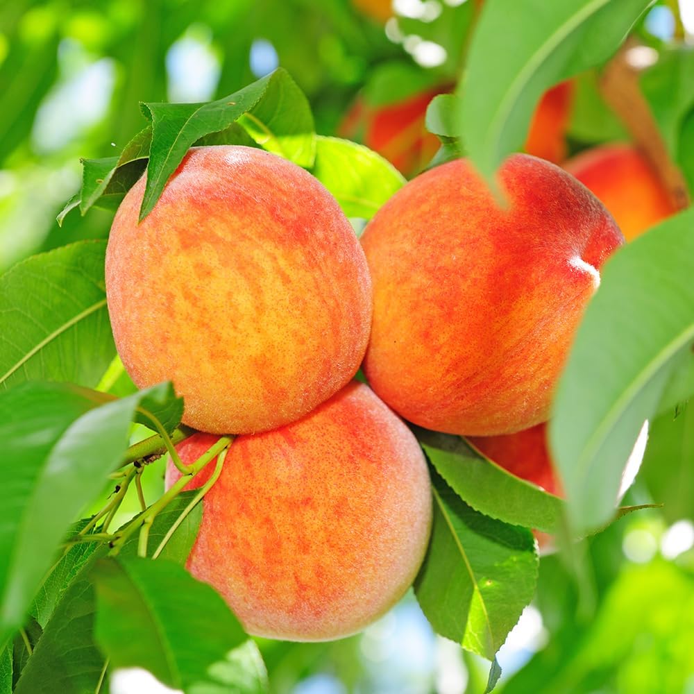 Belle of Georgia Peach Tree, Cold Hardy, Deciduous, Self-Pollinator, 1 gal Nursery Pot, 1-2 ft Tree Height (Due to Agricultural Laws, we Cannot Ship to CA, AZ, AK, or HI)