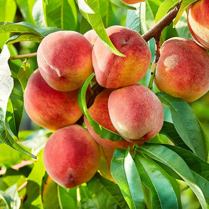 Belle of Georgia Peach Tree, Cold Hardy, Deciduous, Self-Pollinator, 1 gal Nursery Pot, 1-2 ft Tree Height (Due to Agricultural Laws, we Cannot Ship to CA, AZ, AK, or HI)
