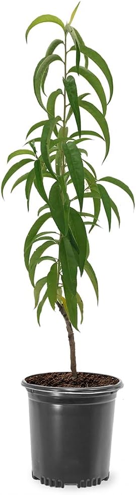 Belle of Georgia Peach Tree, Cold Hardy, Deciduous, Self-Pollinator, 1 gal Nursery Pot, 1-2 ft Tree Height (Due to Agricultural Laws, we Cannot Ship to CA, AZ, AK, or HI)