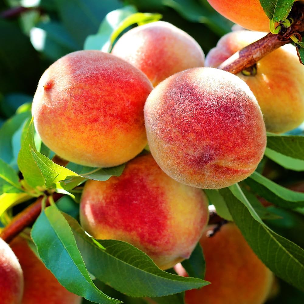 Belle of Georgia Peach Tree, Cold Hardy, Deciduous, Self-Pollinator, 1 gal Nursery Pot, 1-2 ft Tree Height (Due to Agricultural Laws, we Cannot Ship to CA, AZ, AK, or HI)