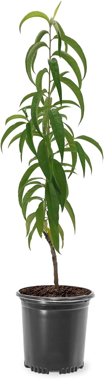 Belle of Georgia Peach Tree, Cold Hardy, Deciduous, Self-Pollinator, 1 gal Nursery Pot, 1-2 ft Tree Height (Due to Agricultural Laws, we Cannot Ship to CA, AZ, AK, or HI)