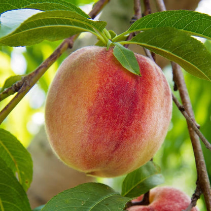 Belle of Georgia Peach Tree, Cold Hardy, Deciduous, Self-Pollinator, 1 gal Nursery Pot, 1-2 ft Tree Height (Due to Agricultural Laws, we Cannot Ship to CA, AZ, AK, or HI)