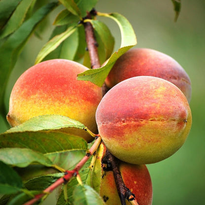Belle of Georgia Peach Tree, Cold Hardy, Deciduous, Self-Pollinator, 1 gal Nursery Pot, 1-2 ft Tree Height (Due to Agricultural Laws, we Cannot Ship to CA, AZ, AK, or HI)