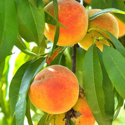 Belle of Georgia Peach Tree, Cold Hardy, Deciduous, Self-Pollinator, 1 gal Nursery Pot, 1-2 ft Tree Height (Due to Agricultural Laws, we Cannot Ship to CA, AZ, AK, or HI)
