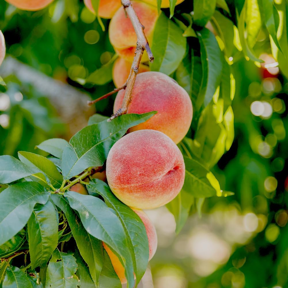 Belle of Georgia Peach Tree, Cold Hardy, Deciduous, Self-Pollinator, 1 gal Nursery Pot, 1-2 ft Tree Height (Due to Agricultural Laws, we Cannot Ship to CA, AZ, AK, or HI)