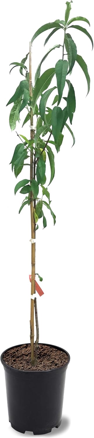 Belle of Georgia Peach Tree, Cold Hardy, Deciduous, Self-Pollinator, 1 gal Nursery Pot, 1-2 ft Tree Height (Due to Agricultural Laws, we Cannot Ship to CA, AZ, AK, or HI)