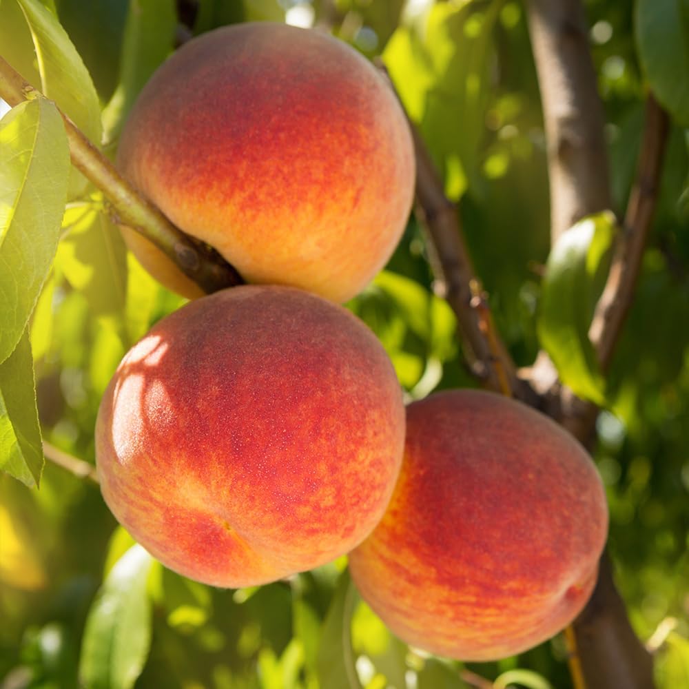 Belle of Georgia Peach Tree, Cold Hardy, Deciduous, Self-Pollinator, 1 gal Nursery Pot, 1-2 ft Tree Height (Due to Agricultural Laws, we Cannot Ship to CA, AZ, AK, or HI)