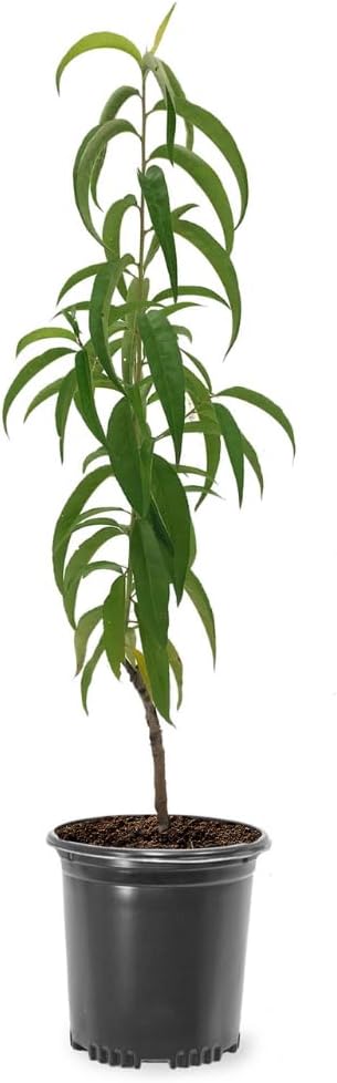 Belle of Georgia Peach Tree, Cold Hardy, Deciduous, Self-Pollinator, 1 gal Nursery Pot, 1-2 ft Tree Height (Due to Agricultural Laws, we Cannot Ship to CA, AZ, AK, or HI)