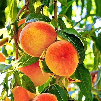 Belle of Georgia Peach Tree, Cold Hardy, Deciduous, Self-Pollinator, 1 gal Nursery Pot, 1-2 ft Tree Height (Due to Agricultural Laws, we Cannot Ship to CA, AZ, AK, or HI)