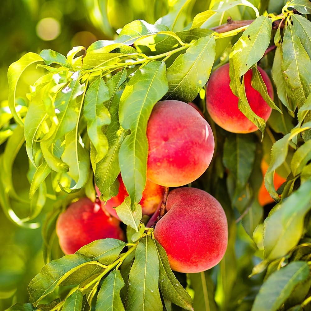 Belle of Georgia Peach Tree, Cold Hardy, Deciduous, Self-Pollinator, 1 gal Nursery Pot, 1-2 ft Tree Height (Due to Agricultural Laws, we Cannot Ship to CA, AZ, AK, or HI)