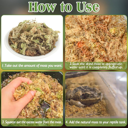 Sphagnum Moss for Reptiles, 3.5 oz Natural Terrarium Bedding Substrate