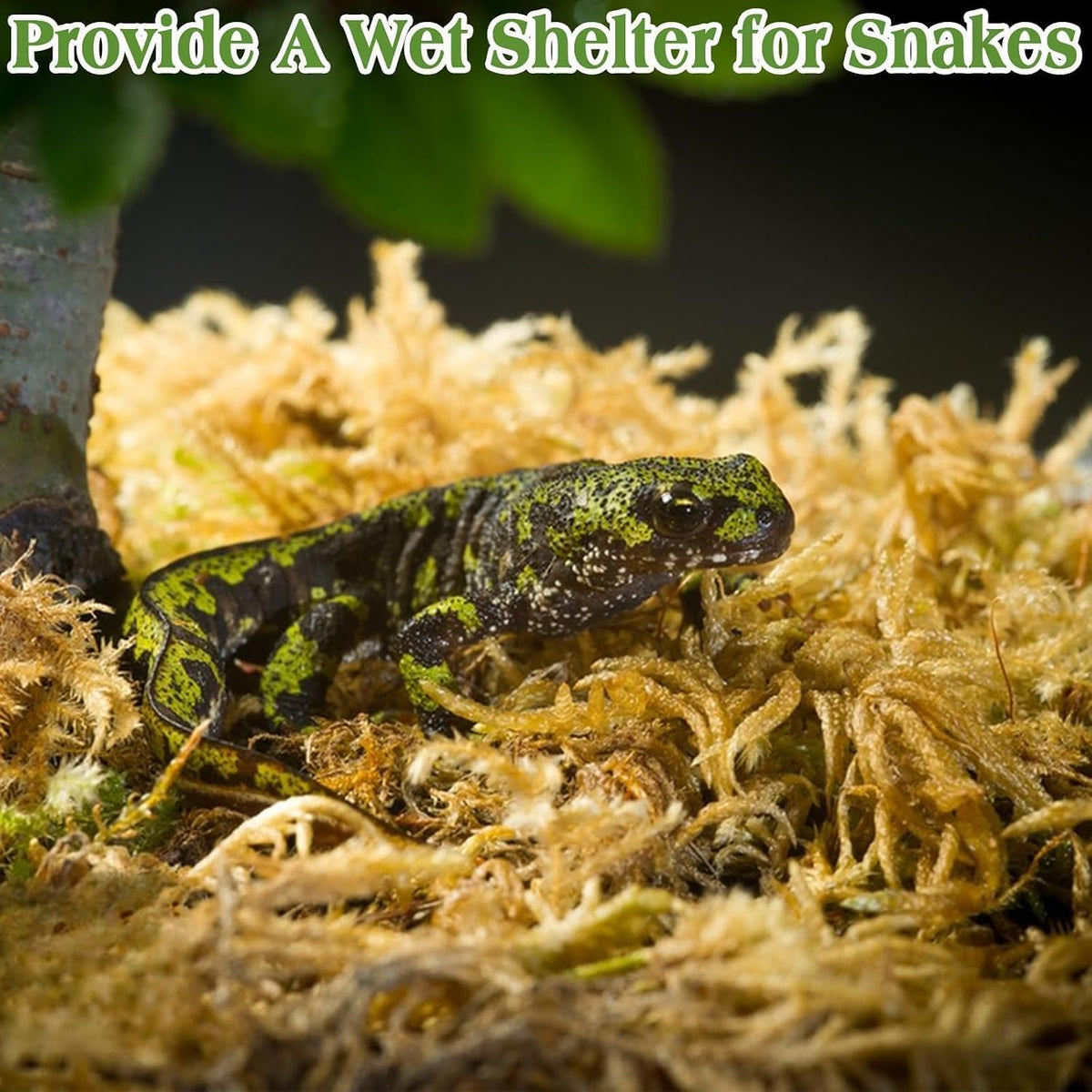 Sphagnum Moss for Reptiles, 3.5 oz Natural Terrarium Bedding Substrate