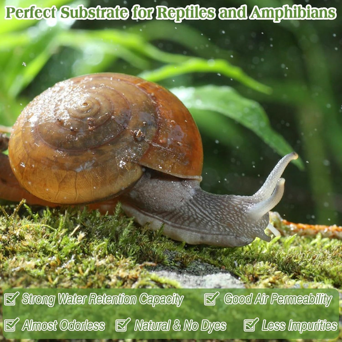Sphagnum Moss for Reptiles, 3.5 oz Natural Terrarium Bedding Substrate