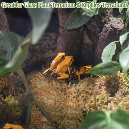 Sphagnum Moss for Reptiles, 3.5 oz Natural Terrarium Bedding Substrate