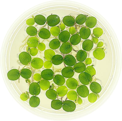 Water Spangle, Salvinia Minima, Live Aquarium/Aquatic/Freshwater/Floating/Pond Plant/Planted Tank/Aquascaping/Paludarium (24 Plants, 120+ Leaves)