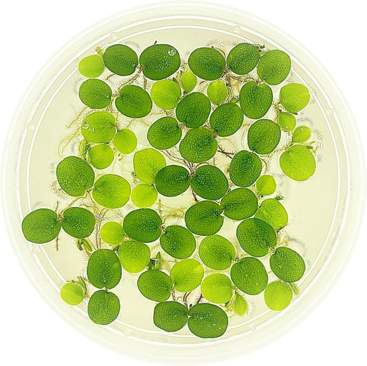 Water Spangle, Salvinia Minima, Live Aquarium/Aquatic/Freshwater/Floating/Pond Plant/Planted Tank/Aquascaping/Paludarium (24 Plants, 120+ Leaves)