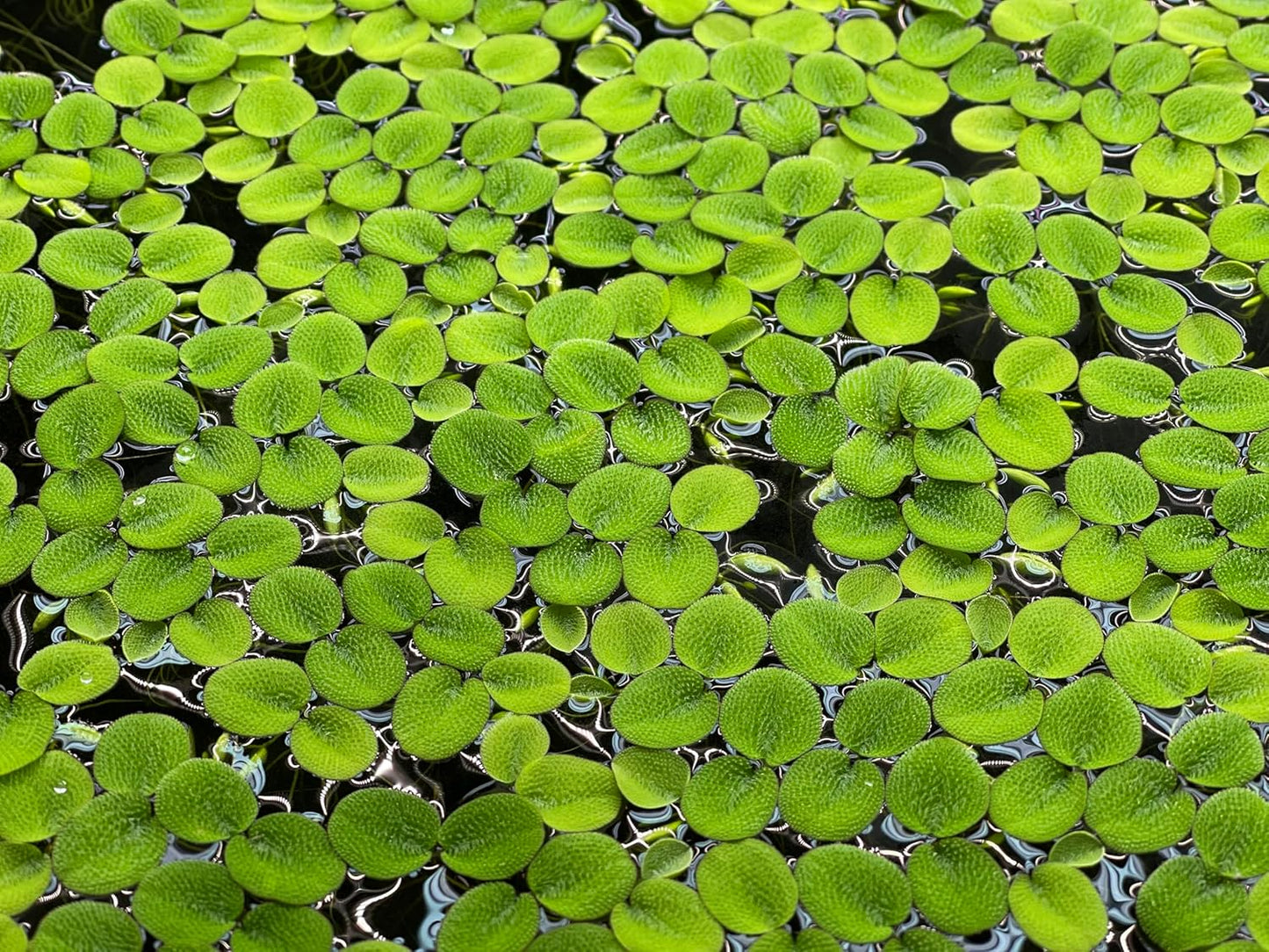 Water Spangle, Salvinia Minima, Live Aquarium/Aquatic/Freshwater/Floating/Pond Plant/Planted Tank/Aquascaping/Paludarium (24 Plants, 120+ Leaves)