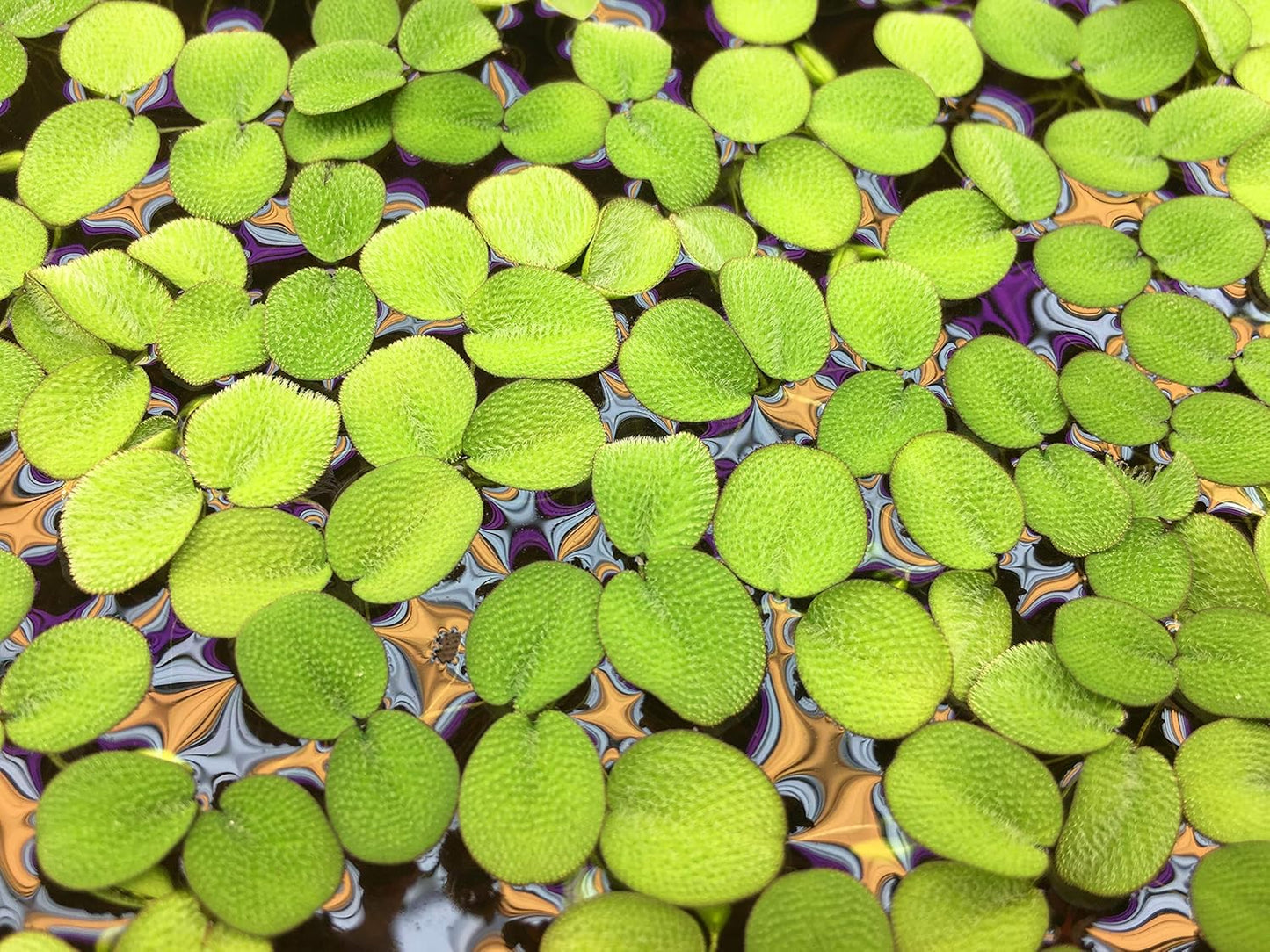 Water Spangle, Salvinia Minima, Live Aquarium/Aquatic/Freshwater/Floating/Pond Plant/Planted Tank/Aquascaping/Paludarium (24 Plants, 120+ Leaves)