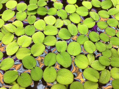 Water Spangle, Salvinia Minima, Live Aquarium/Aquatic/Freshwater/Floating/Pond Plant/Planted Tank/Aquascaping/Paludarium (24 Plants, 120+ Leaves)