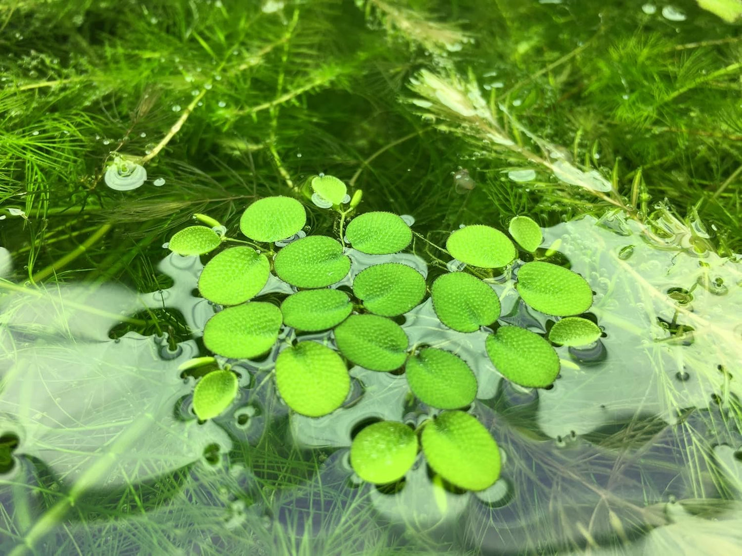 Water Spangle, Salvinia Minima, Live Aquarium/Aquatic/Freshwater/Floating/Pond Plant/Planted Tank/Aquascaping/Paludarium (24 Plants, 120+ Leaves)