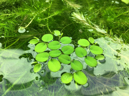 Water Spangle, Salvinia Minima, Live Aquarium/Aquatic/Freshwater/Floating/Pond Plant/Planted Tank/Aquascaping/Paludarium (24 Plants, 120+ Leaves)