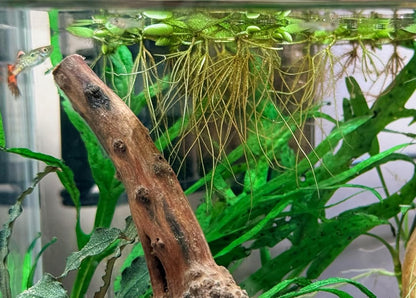 Water Spangle, Salvinia Minima, Live Aquarium/Aquatic/Freshwater/Floating/Pond Plant/Planted Tank/Aquascaping/Paludarium (24 Plants, 120+ Leaves)