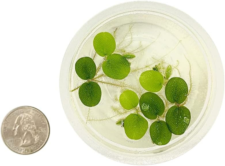 Water Spangle, Salvinia Minima, Live Aquarium/Aquatic/Freshwater/Floating/Pond Plant/Planted Tank/Aquascaping/Paludarium (24 Plants, 120+ Leaves)