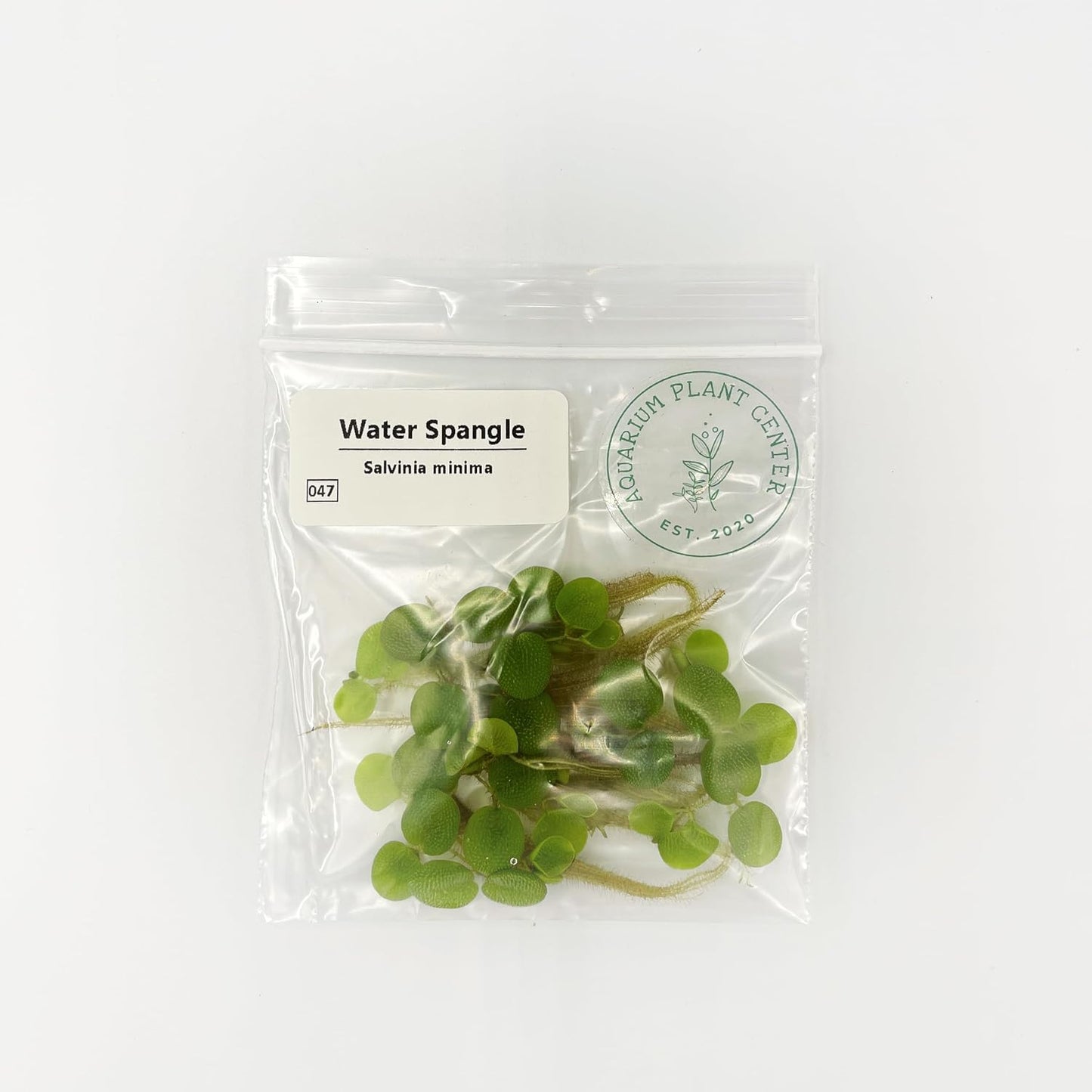 Water Spangle, Salvinia Minima, Live Aquarium/Aquatic/Freshwater/Floating/Pond Plant/Planted Tank/Aquascaping/Paludarium (24 Plants, 120+ Leaves)