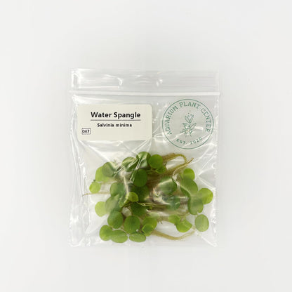 Water Spangle, Salvinia Minima, Live Aquarium/Aquatic/Freshwater/Floating/Pond Plant/Planted Tank/Aquascaping/Paludarium (24 Plants, 120+ Leaves)