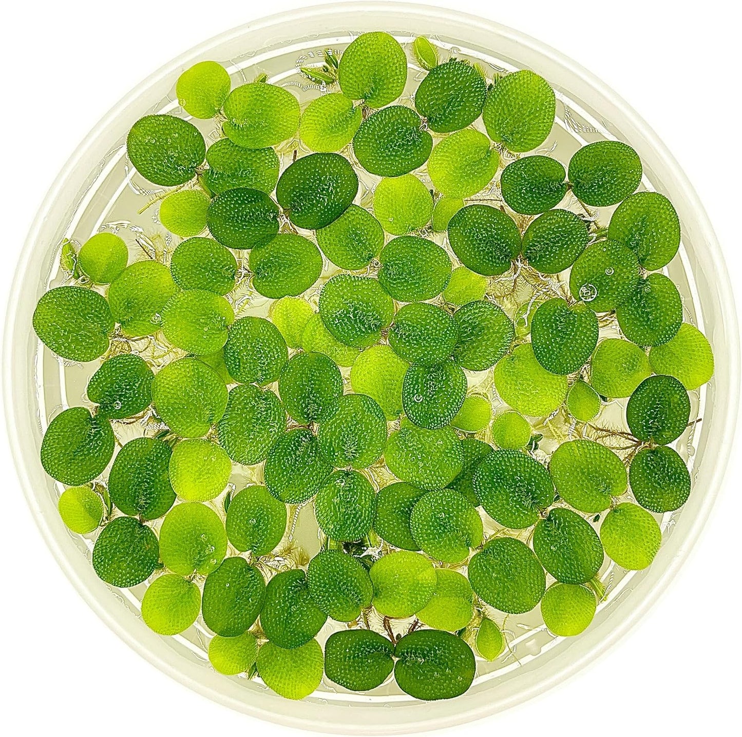 Water Spangle, Salvinia Minima, Live Aquarium/Aquatic/Freshwater/Floating/Pond Plant/Planted Tank/Aquascaping/Paludarium (24 Plants, 120+ Leaves)
