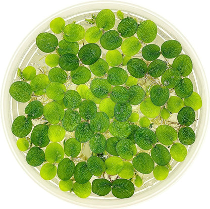 Water Spangle, Salvinia Minima, Live Aquarium/Aquatic/Freshwater/Floating/Pond Plant/Planted Tank/Aquascaping/Paludarium (24 Plants, 120+ Leaves)