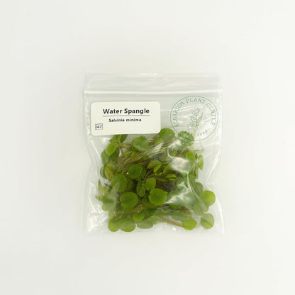 Water Spangle, Salvinia Minima, Live Aquarium/Aquatic/Freshwater/Floating/Pond Plant/Planted Tank/Aquascaping/Paludarium (24 Plants, 120+ Leaves)