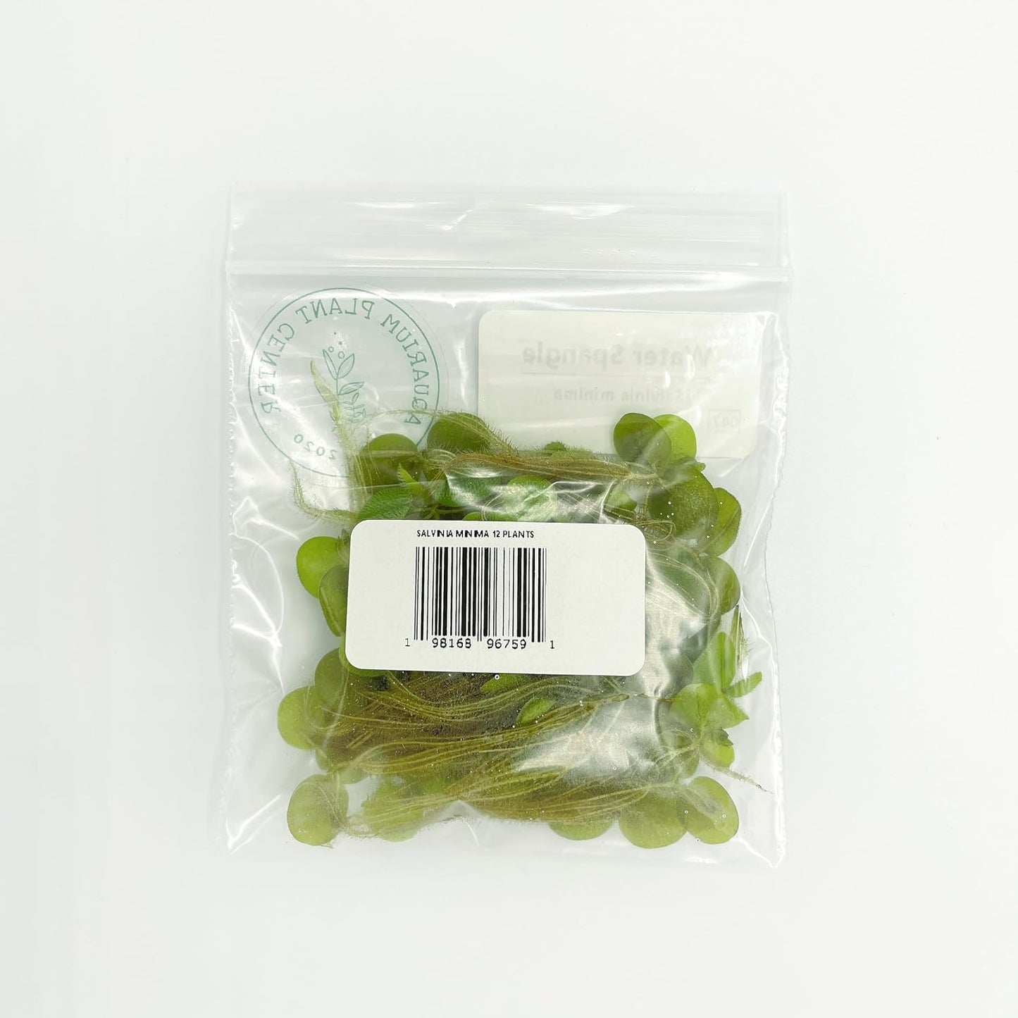 Water Spangle, Salvinia Minima, Live Aquarium/Aquatic/Freshwater/Floating/Pond Plant/Planted Tank/Aquascaping/Paludarium (24 Plants, 120+ Leaves)