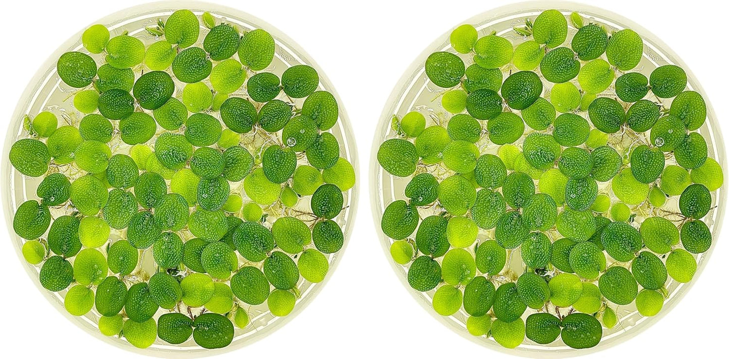 Water Spangle, Salvinia Minima, Live Aquarium/Aquatic/Freshwater/Floating/Pond Plant/Planted Tank/Aquascaping/Paludarium (24 Plants, 120+ Leaves)