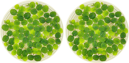 Water Spangle, Salvinia Minima, Live Aquarium/Aquatic/Freshwater/Floating/Pond Plant/Planted Tank/Aquascaping/Paludarium (24 Plants, 120+ Leaves)