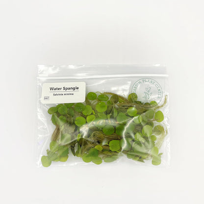 Water Spangle, Salvinia Minima, Live Aquarium/Aquatic/Freshwater/Floating/Pond Plant/Planted Tank/Aquascaping/Paludarium (24 Plants, 120+ Leaves)