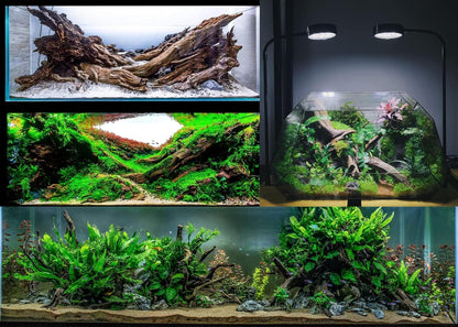 Azil Natural Aquarium Driftwood Root – Driftwood for Aquarium Decor, 170g~0.38lb (14″–16″), Fish Tanks, Terrariums, Aquascaping & Planted Tanks