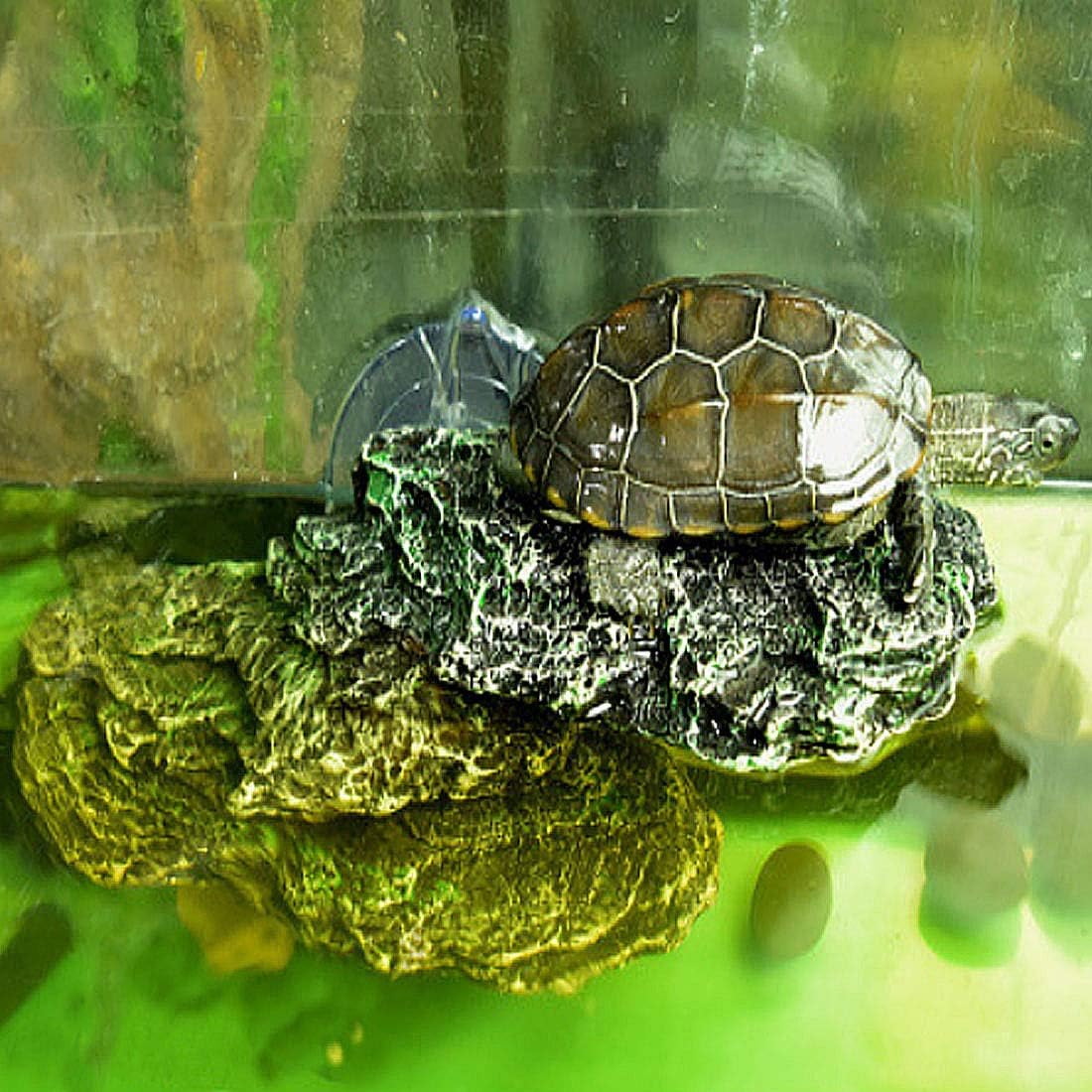 Turtle Basking Platform Reptile Climbing Shale Resin Step Ledge Stone Aquarium Ornament Rock Landscaping Decoration with Suction Cups for Frogs Newts Amphibians Lizard (Medium:8.2”Lx3.3”Wx3.1”H)