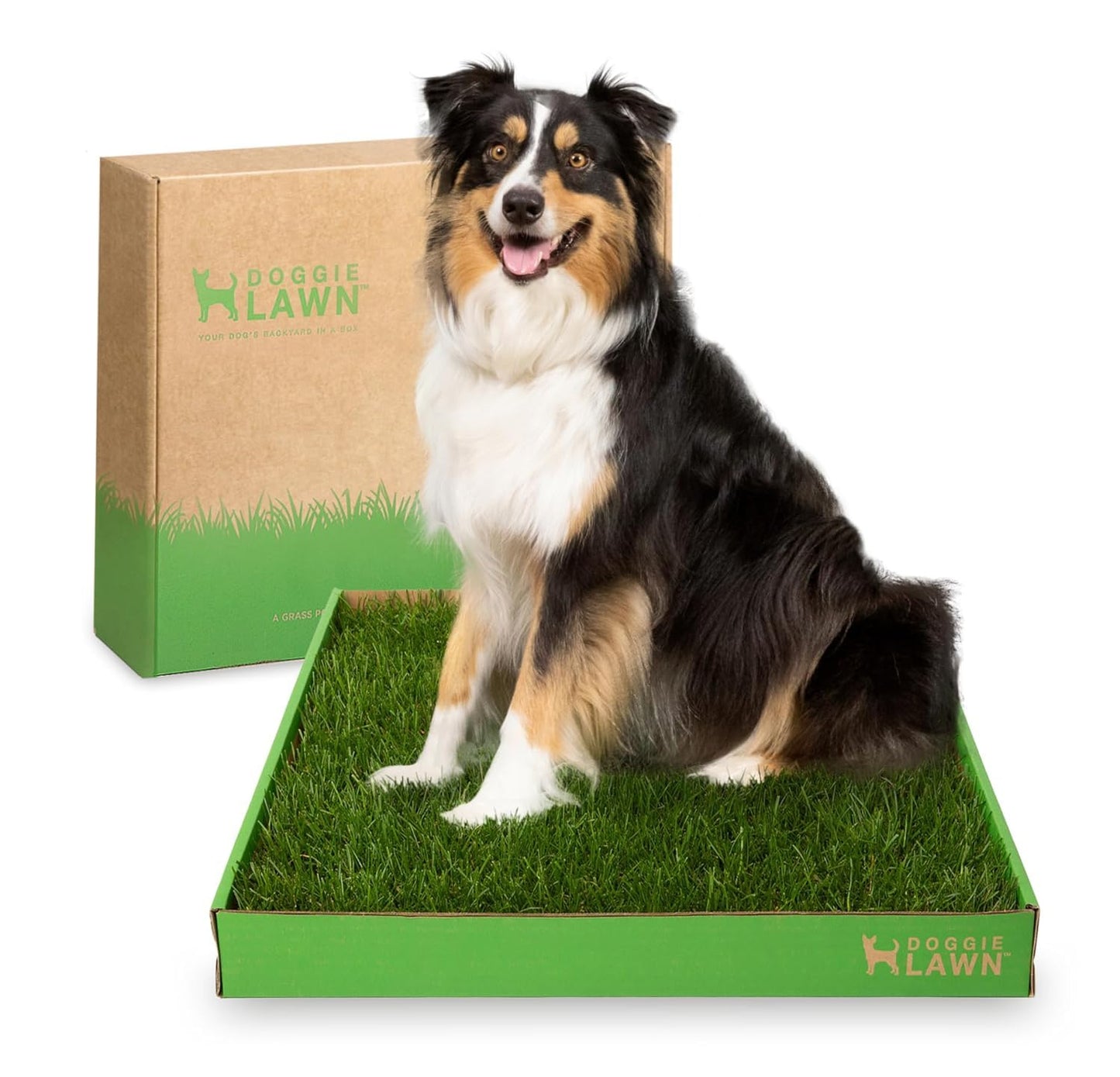 Real Grass Puppy Pee Pads- 24 x 16 Inches - Perfect Indoor Litter Box for Dogs - No Mess, Easy-to-Use - Potty Training for Pets - Disposable Bathroom with Real Living Grass