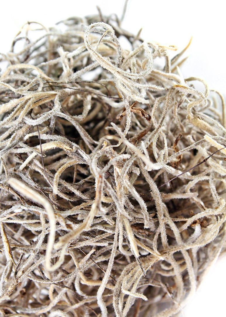 (26911) Spanish Moss Dried, Natural, 8 Ounces | Decorative Moss for Crafts, Potted Plants & Fairy Gardens, Vase Filler & Floral Arrangements, Indoor/Outdoor Garden Projects