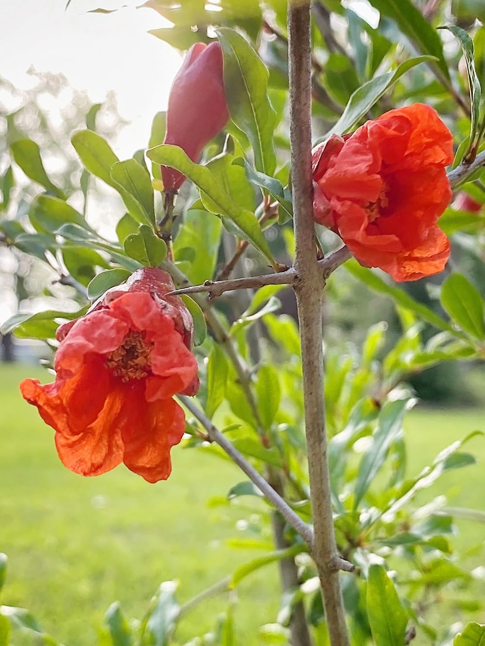 Russian 26 Pomegranate Tree, Fruit Bearing, Hardy, 1 gal Nursery Pot, 12-18 in Tree Height (Due to Agricultural Laws, we Unable to Ship to CA, AZ, AK, or HI), 2 Pomegranates